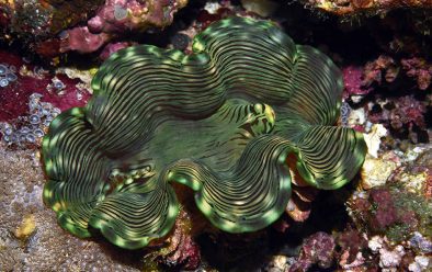 0918 maldives clam