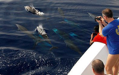 0918 maldivské delfíny