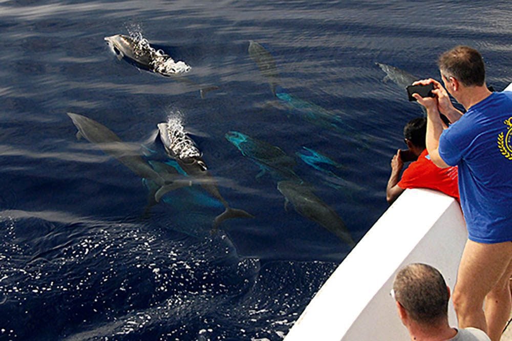 A pod of dolphins playing alongside the dhoni.