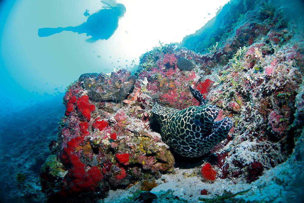 Moray eel on the reef.