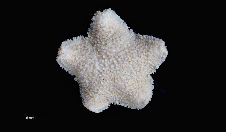 Derwent River Seastar CRED Blairas Patullo