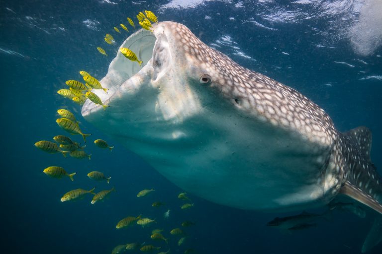 whale shark