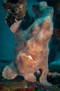 Giant frogfish seems to hold up the reef at Pyramids.