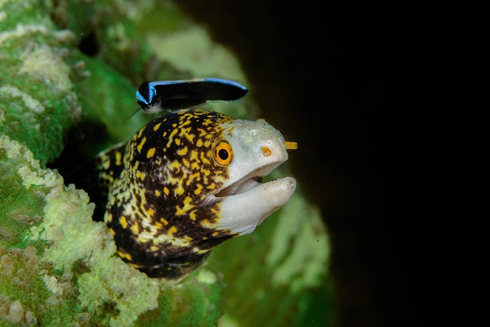 A moray eel enjoys his morning freshen-up from the local cleaner wrasse.