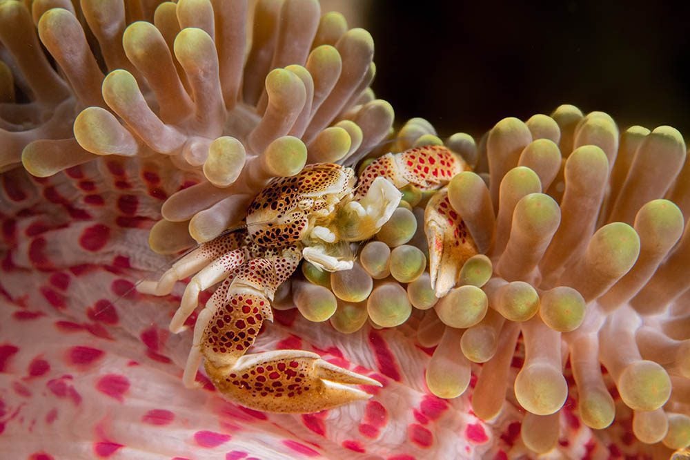 Porcelain crabs like to hide under anemones.