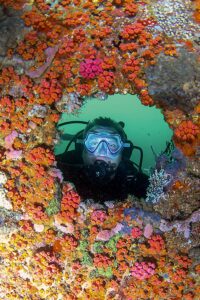 Sting ray at Cove Reef.