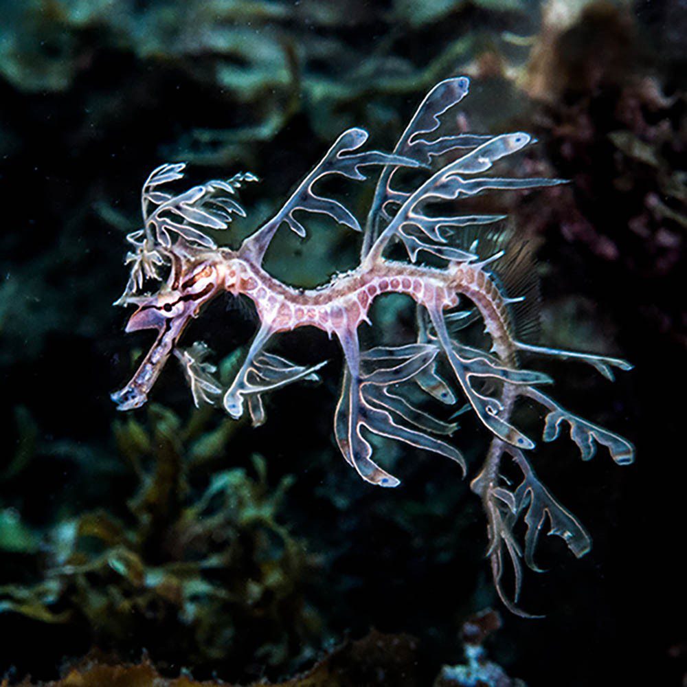 Juvenile leafy, anim hanggang walong linggong gulang, sa Hallett Cove.