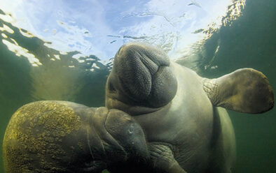 1118 manatees2