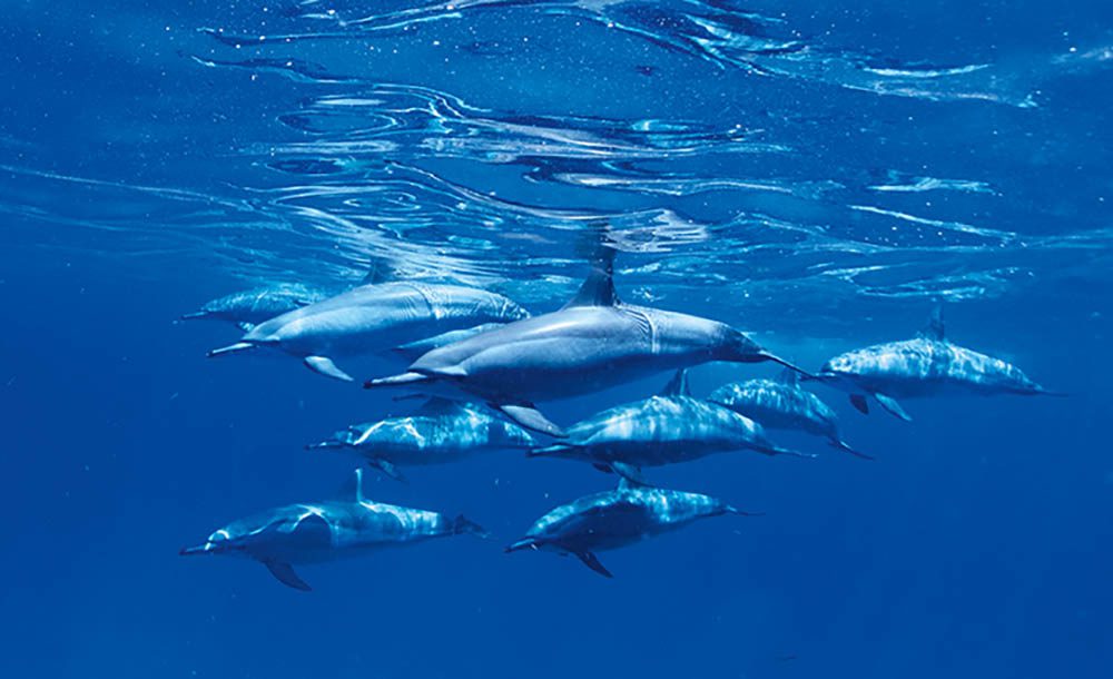 Spinner dolphins at Sataya reef, Fury Shoal.