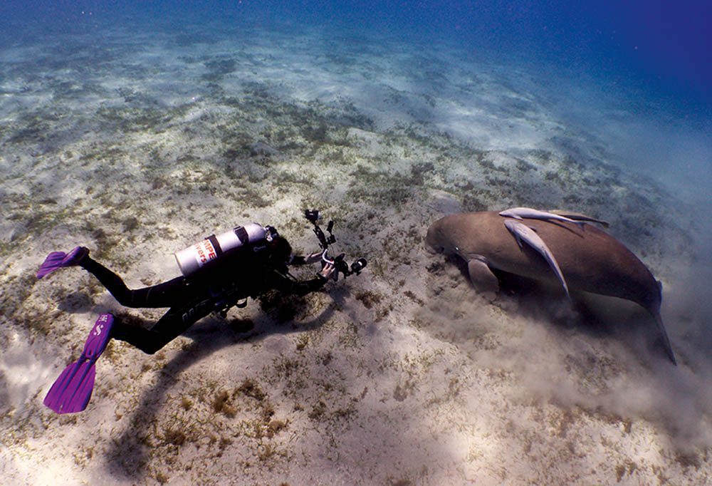 Diver with a dugong.