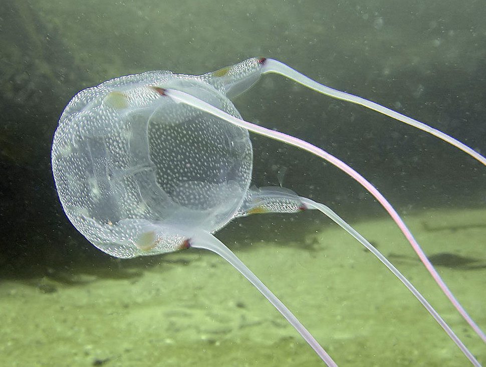 Box Jellyfish X