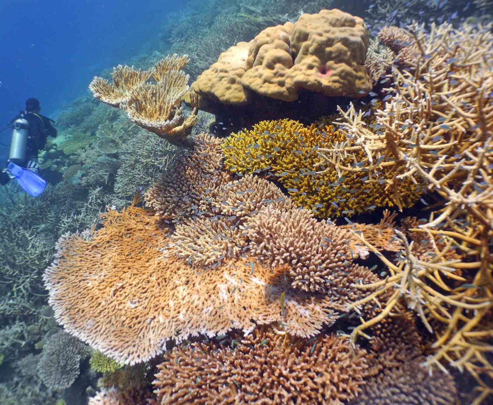 马尔代夫礁石