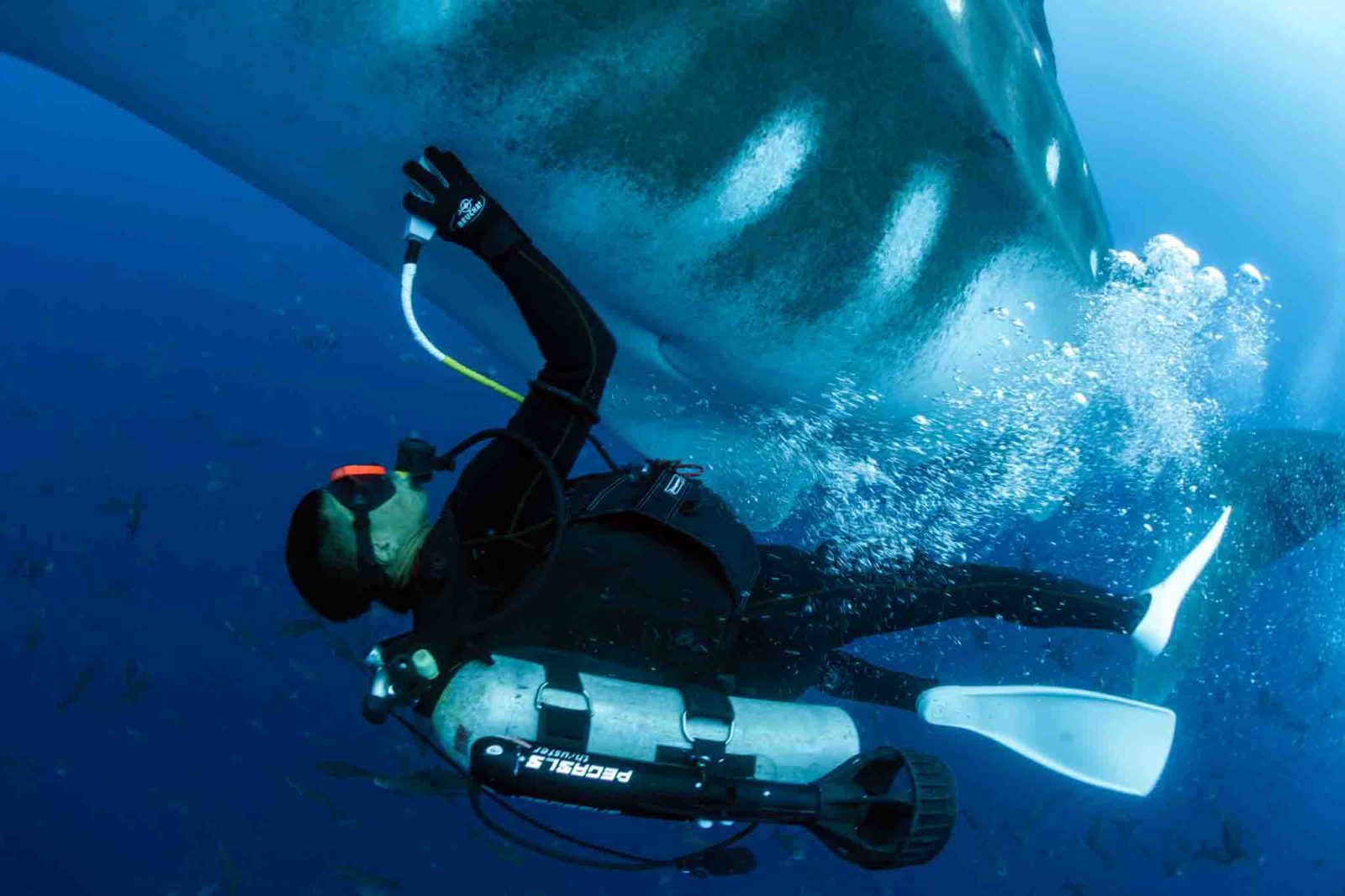 Whale Shark Simon J Pierce