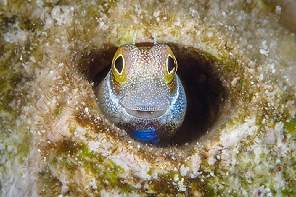 0119 balita sa paglalakbay oonasdivers