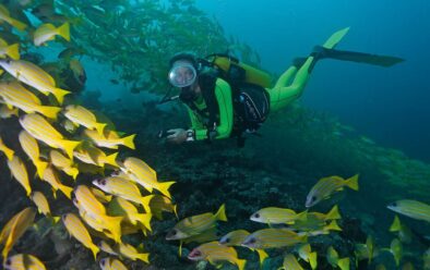 1218 maldive agresor cu căptușeală albastră Snapper