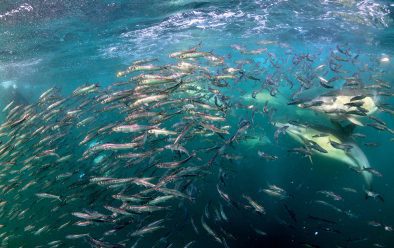 1218 delfínů běhá na sardinkách