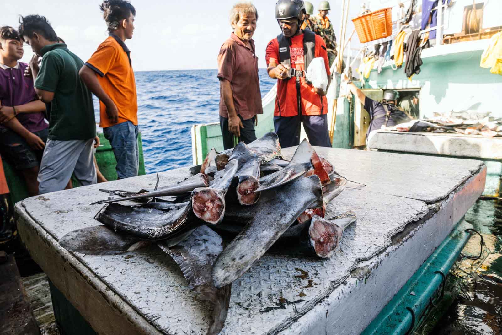 鯊魚翅