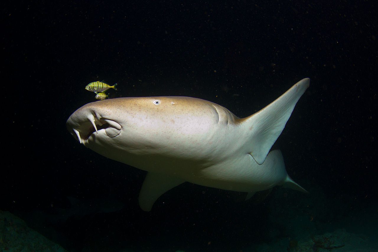 Tawny Nurse Shark Tchami