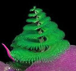 christmas tree worm