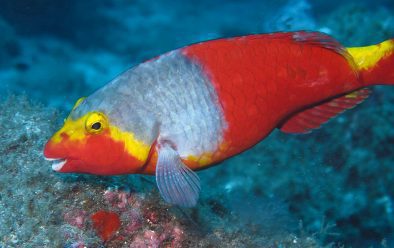 0119 canaria parrotfish