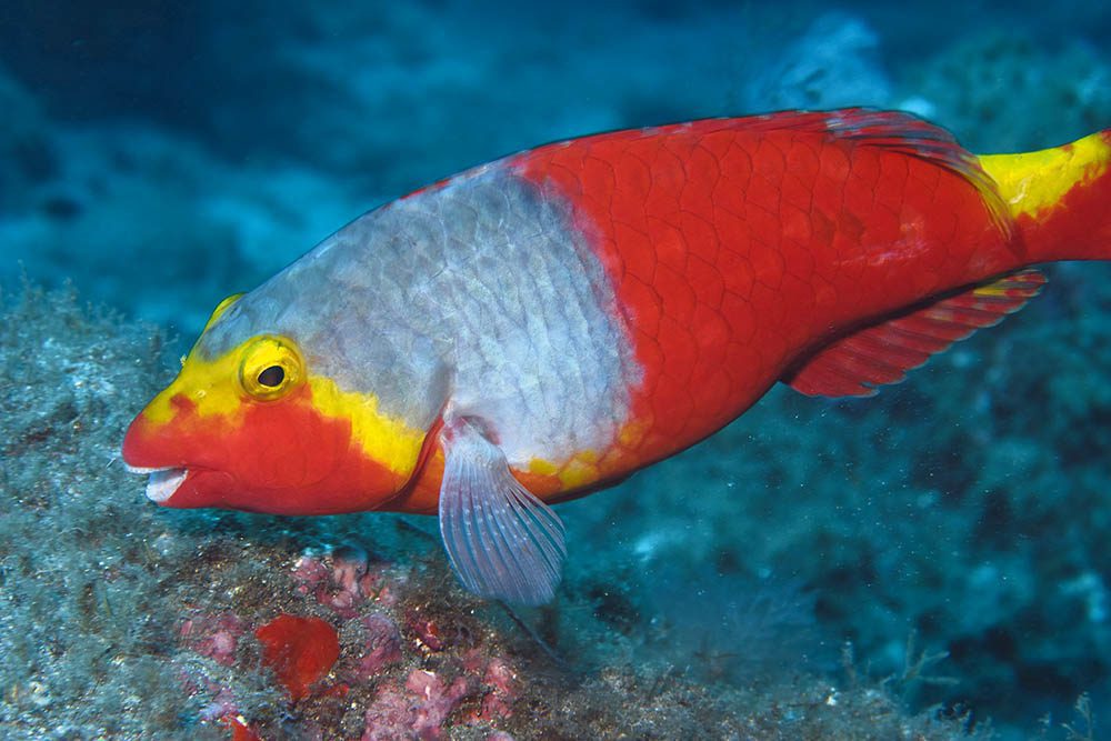 0119 canaria parrotfish