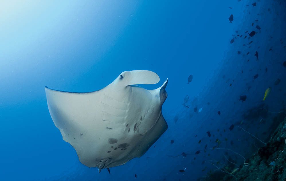 0119 balita sa paglalakbay marinemegafauna