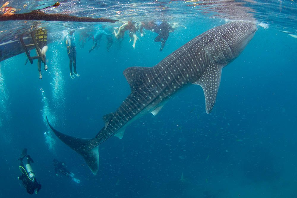 The whale sharks just get on with their snacking, but the amounts they are given would be unlikely to affect their regular feeding.