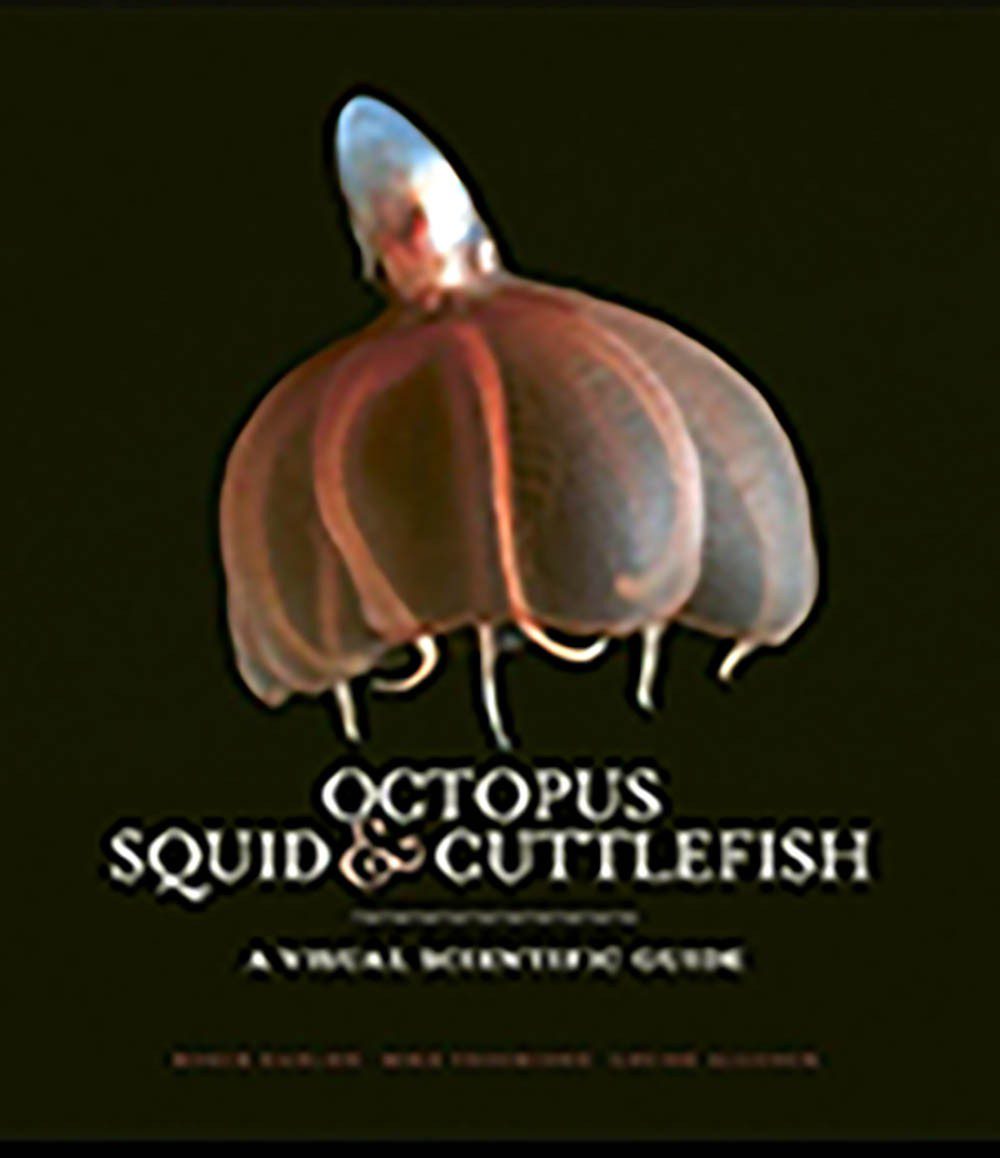 0119 arvustust Octopus squid seepia