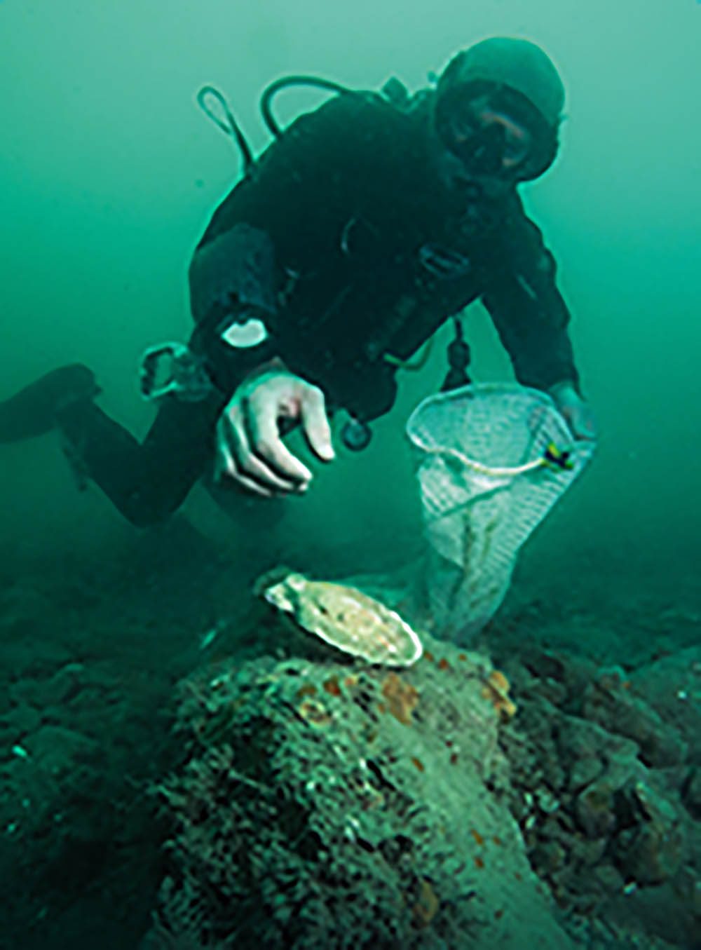 Collecting scallops by hand causes minimum damage to the environment.