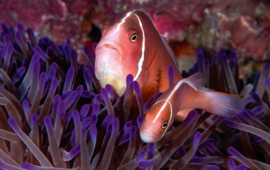 0119 Solomons Anemonefish