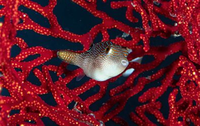 0119 bali pufferfish