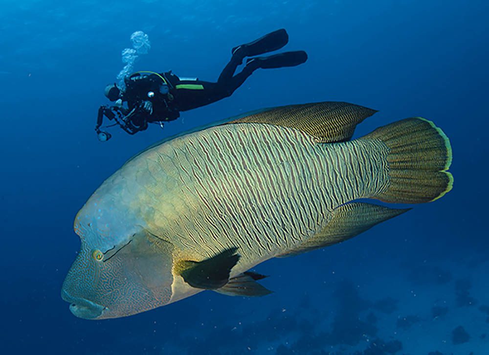 Diver with a Napoleon wrasse.