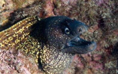 0119 Sardinia Moray