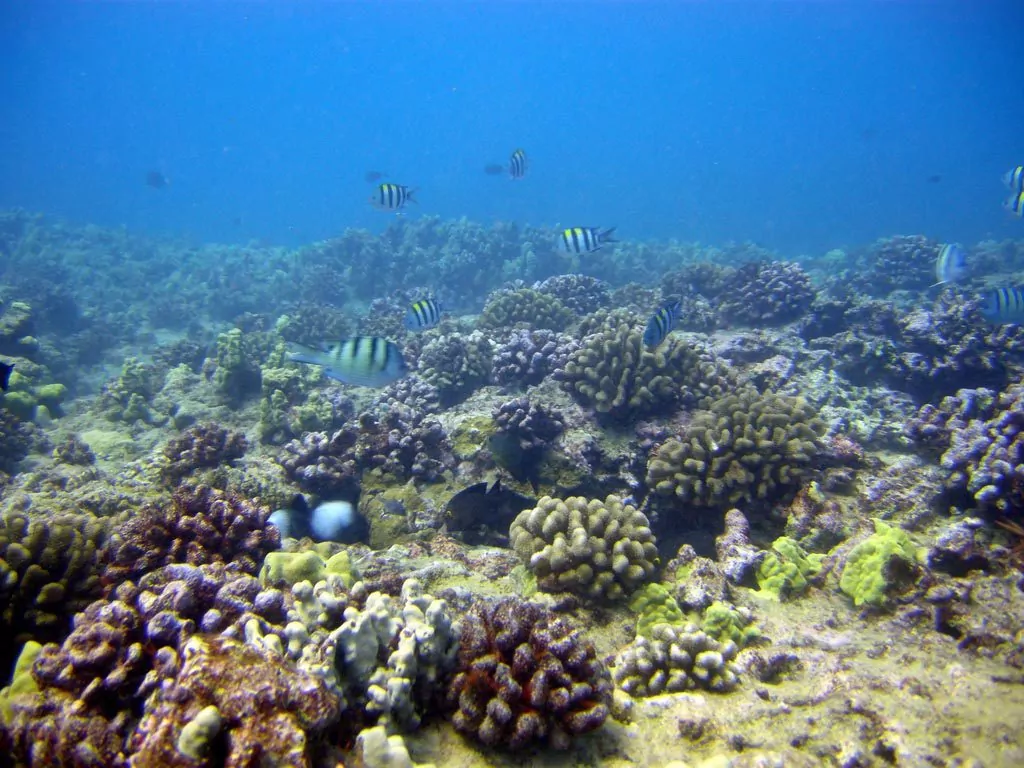 Maunalua Bay. Matt Kieffer