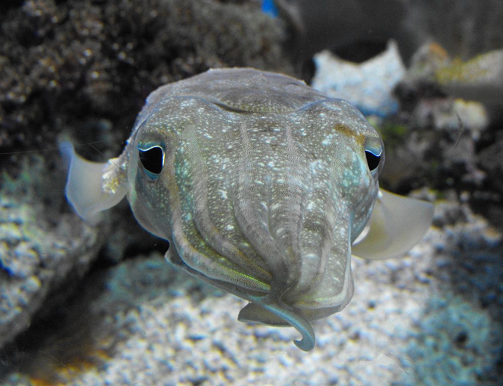 Pharaoh cuttlefish