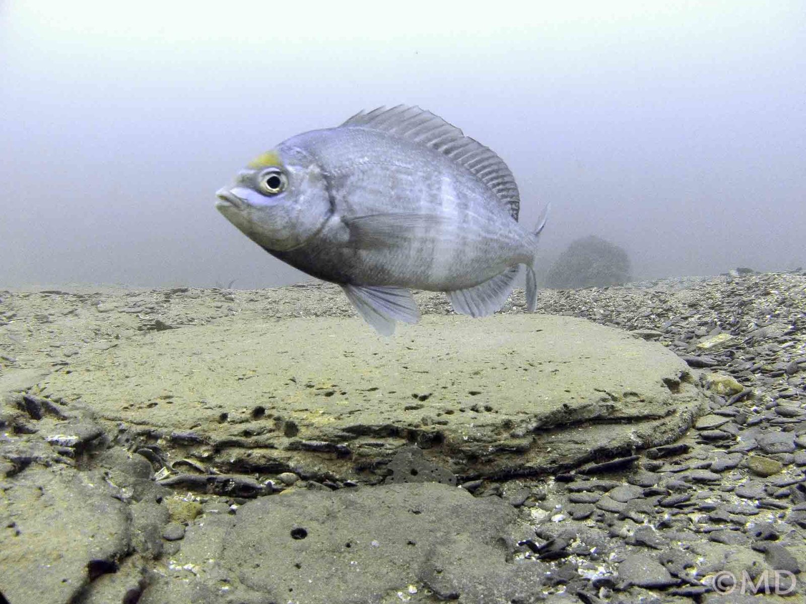 Black bream