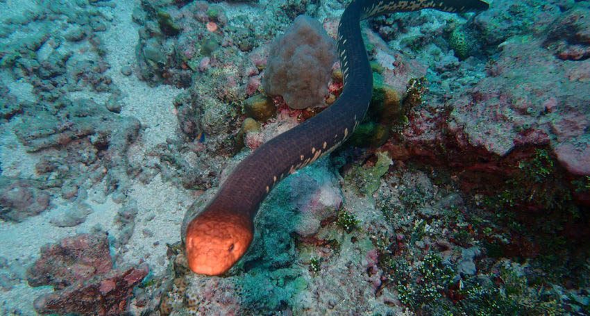 Olive sea snake