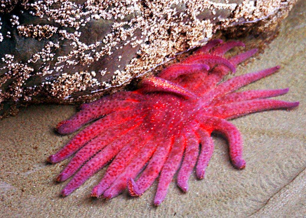 diver survey sheds light on seastar epidemic - divernet