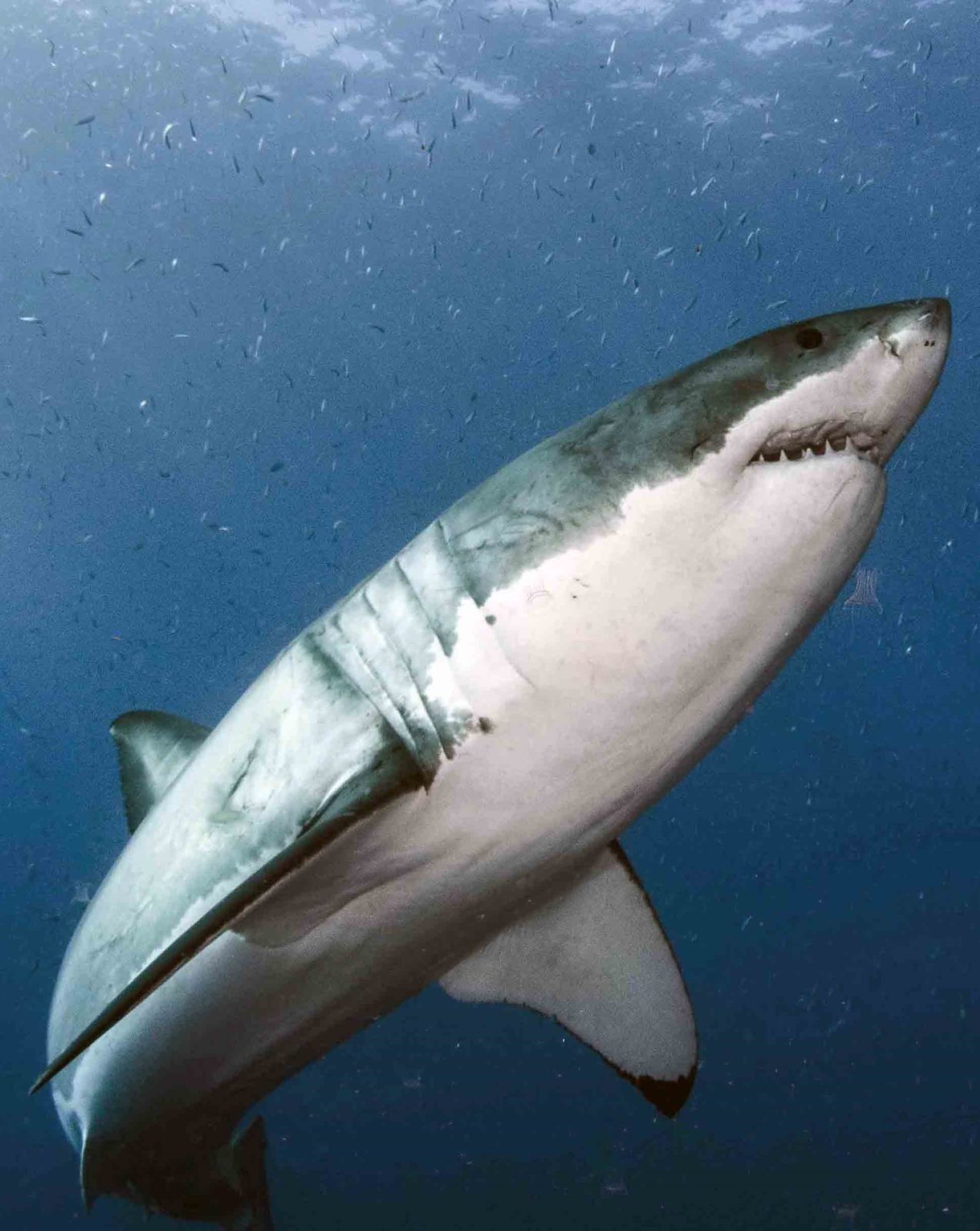 White Shark Byron Dilkes X 2