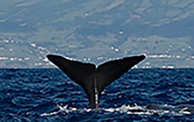 0219 azores diving sperm whale