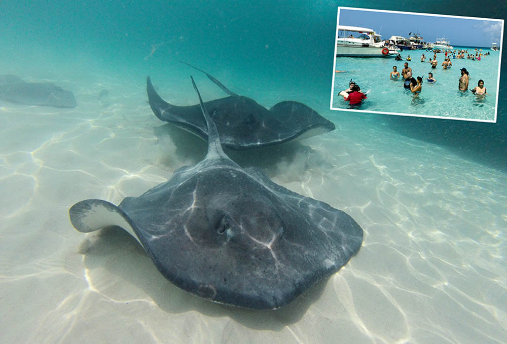 0219 Caymans Stingrays