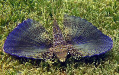 0219 Grenada Gurnard