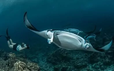 Julie nustatė visus asmenis, kurie sudaro Guamo manta-ray populiaciją.