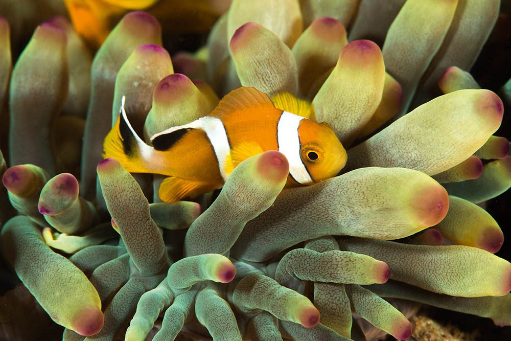 A young Omani clownfish –as it matures, it will lose a lot of its charm.