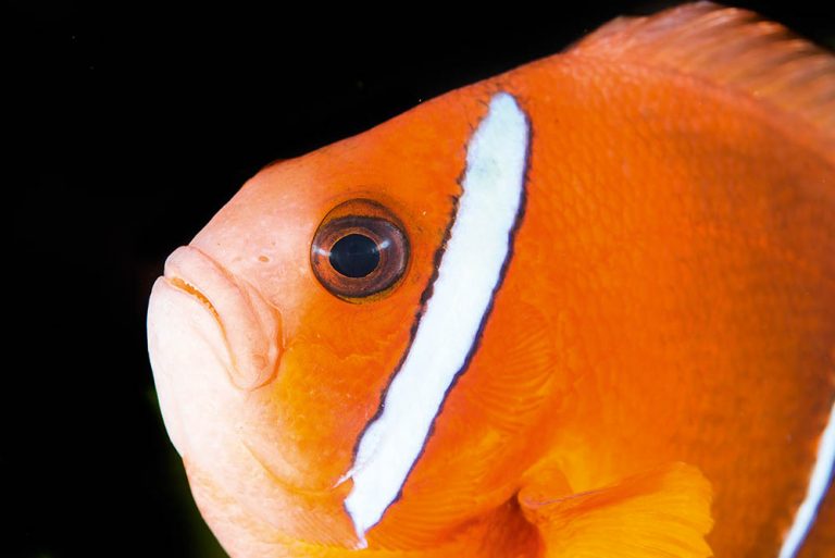 Clownfish are useful subjects for fish portraits – get the eye in clear focus, and you’re halfway there.