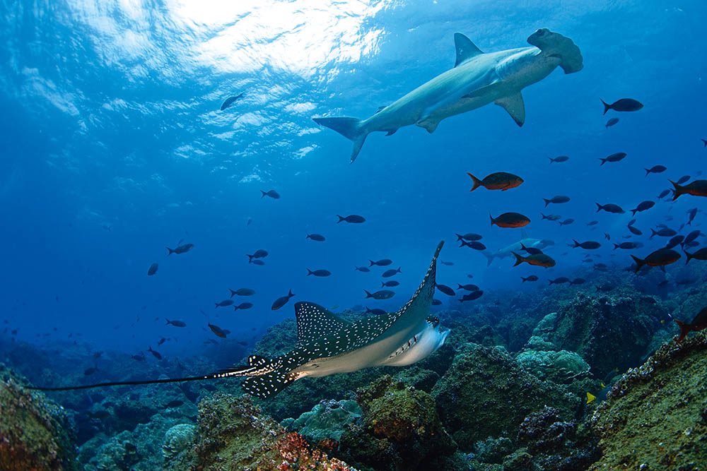 0319 aħbarijiet tal-ivvjaġġar galapagossharkdiving