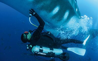 Jet-propelled Dr Rui Matsumoto applies the whale-shark ultrasound.