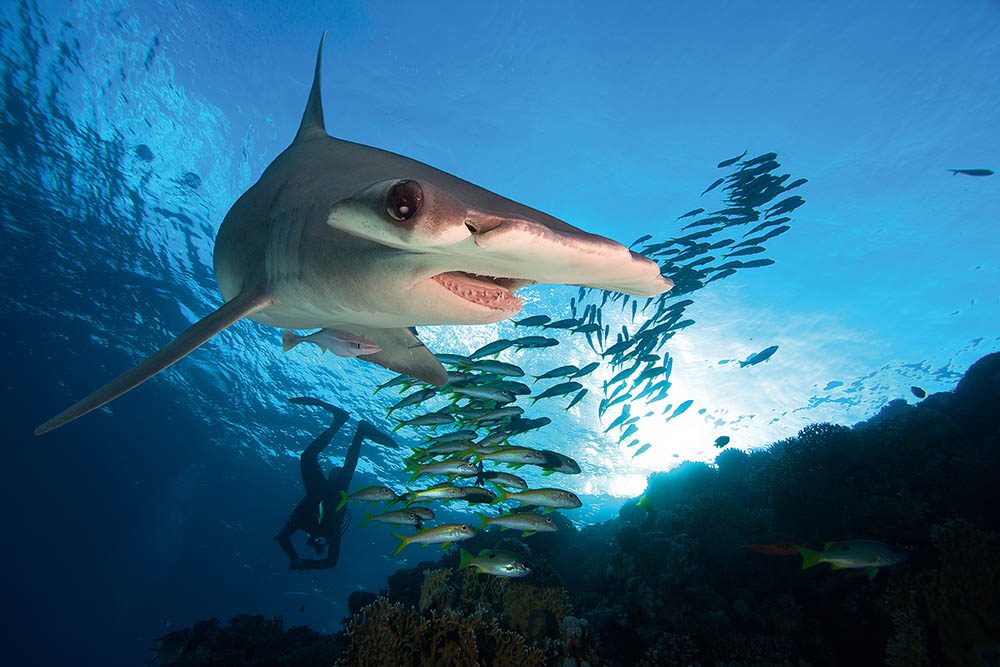 0419 travel news diveworldwide2