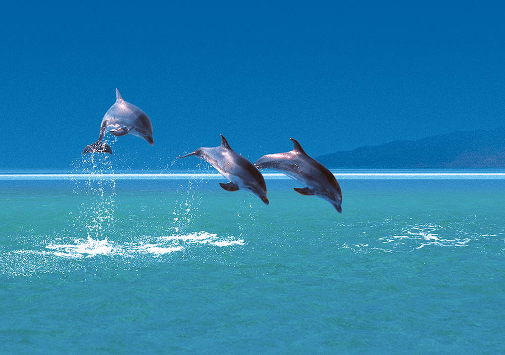 Egypt liveaboards dolphins