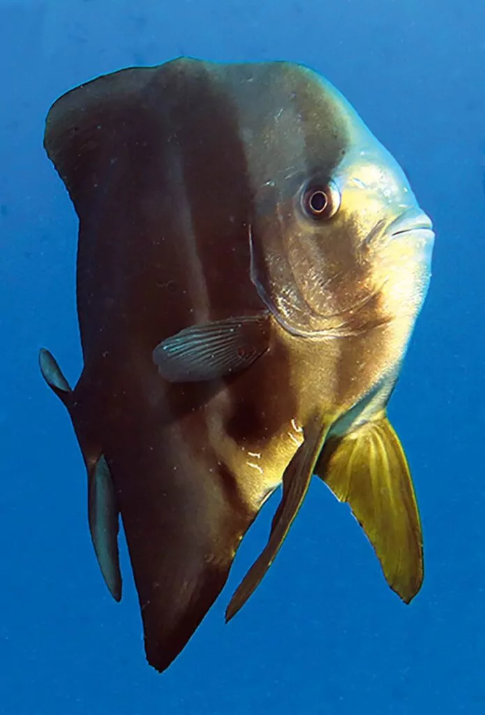 Isang batfish na lumulusob sa kalawakan.